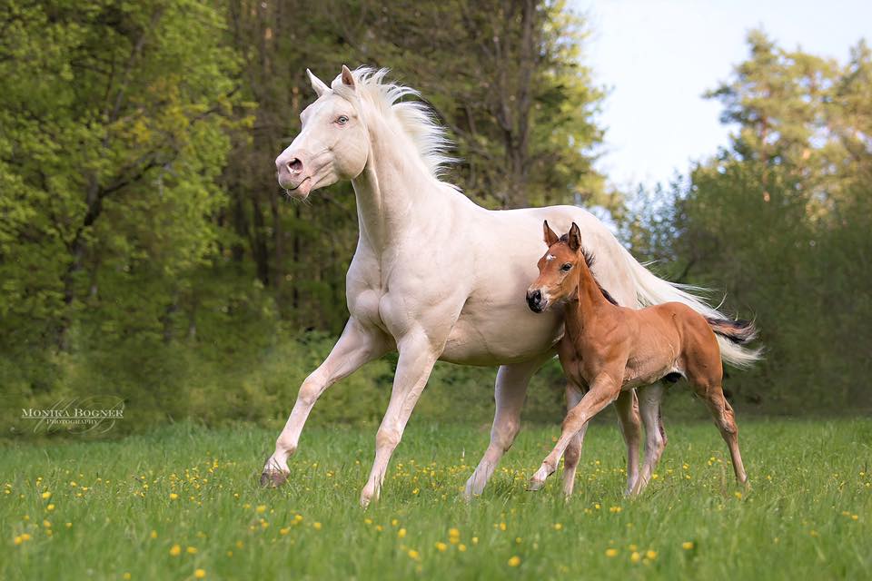 The pretty Quarter Horses by Dun It Black Edition with Patricia Schrepfer 💜